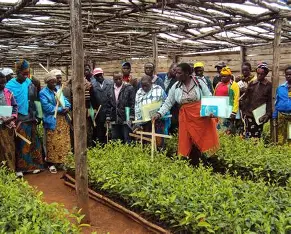 Manicaland Agriculture